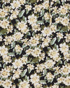 Aster Black