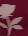 Burgundy Blurred Rose