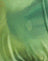  Watercolour Green