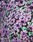 Lilac Blossom