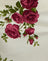 Bouquet Roses Cream