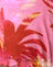 Palma rosa