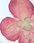 Ivory with Pink Orchid