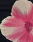  Watercolour Floral Black and Pink