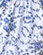 Blaue Blumenkette