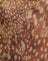 Plissé Dalmatian Shadow Honey Brown