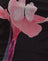 Pink Flower Placement
