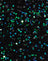 Mini Sequin Green Iridescent