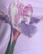 Lilac Flower Placement