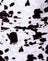 Mini Cow Black and White