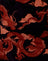 Dragon Orange Tonal