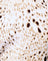 SandLeopard