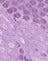 Satin Ditsy Rose Lavender