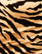 Tigre d'or