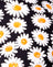 DaisyLoveNegro