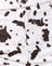 Mini Cow Black and White